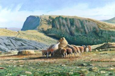 Sheep Feeding (Trevor Neal) - Muzeo.com