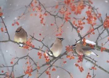 Snow, Bird and Tree (Ben Li) - Muzeo.com