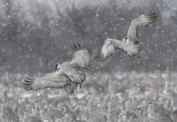Step Aside ! (Kevin Wang) - Muzeo.com