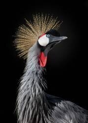 The Queen (Fegari) - Muzeo.com