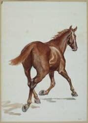 Etude de cheval (Adrien Emmanuel Marie) - Muzeo.com