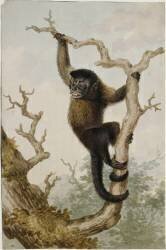 Un singe sur une branche d'arbre (Louis-Bernard Coclers) - Muzeo.com