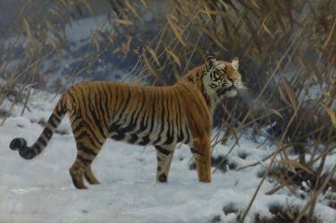 A tiger in the snow (Hugo Ungewitter) - Muzeo.com