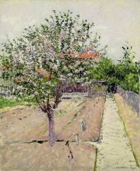 Apple Tree in Blossom (Gustave Caillebotte) - Muzeo.com