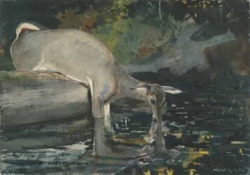 Deer Drinking (Winslow Homer) - Muzeo.com