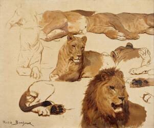 Etudes de lion et de lionne, 11 esquisses (Rosa Bonheur) - Muzeo.com