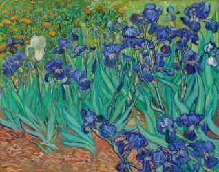Irises (Vincent van Gogh) - Muzeo.com