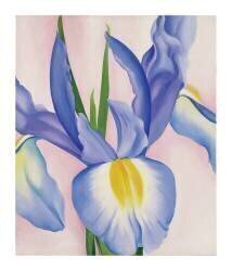 Lavender Iris, 1952 (Georgia O'Keeffe) - Muzeo.com