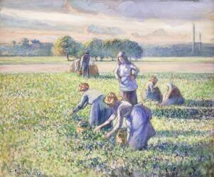 The Harvest of Peas (Camille Pissarro) - Muzeo.com