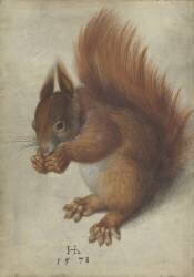 Red Squirrel (Hans Hoffmann) - Muzeo.com