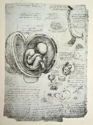The Human Foetus in the Womb (Leonardo da Vinci) - Muzeo.com