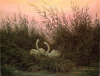 Cygnes dans les roseaux (Caspar David Friedrich) - Muzeo.com