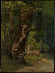 Biches dans la Forêt (Gustave Courbet) - Muzeo.com