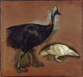Casoar et corbeau blanc ; étude (Pieter Boel) - Muzeo.com