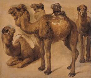 Cinq chameaux (Pieter Boel) - Muzeo.com