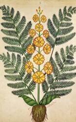Fougère à fleurs jaunes (Ecole Française) - Muzeo.com