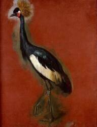 Grue à aigrette. Etude (Pieter Boel) - Muzeo.com