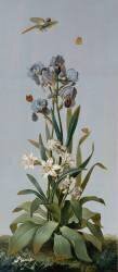 Iris de Florence, Aletris odorant, Amaryllis rayée (Etienne Dubois le Père) - Muzeo.com