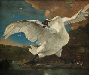 Le cygne menacé (Jan Asselijn) - Muzeo.com