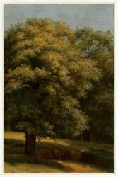 Le grand arbre (Pierre Henri de Valenciennes) - Muzeo.com