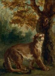 Le Puma, dit aussi Lionne guettant une proie (Eugène Delacroix) - Muzeo.com