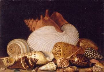 Nature morte aux coquillages (anonyme) - Muzeo.com