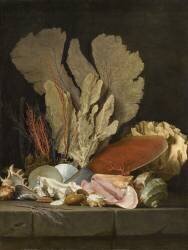 Nature morte avec panache de mer, coquillages et lithophytes (Anne Vallayer-Coster) - Muzeo.com