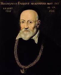 Portrait de Hieronymus Fabricius (Ecole italienne) - Muzeo.com