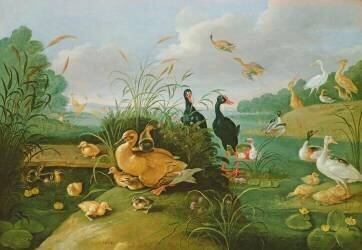 Poulets et canetons décoratifs (Jan van Kessel) - Muzeo.com