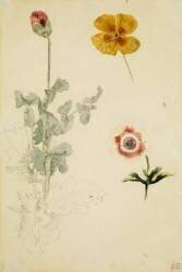Trois études de fleurs: anémone, pensée, ?; vers 1845-1850 (Eugène Delacroix) - Muzeo.com