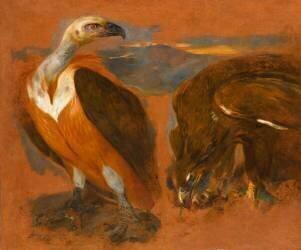 Un vautour et un aigle, étude (Pieter Boel) - Muzeo.com