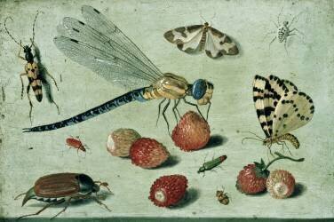 Une libellule (Jan van Kessel) - Muzeo.com