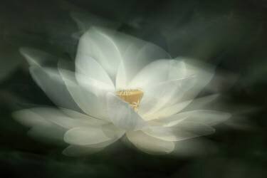 Balancement (Qing Zhao) - Muzeo.com