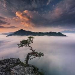 Bonsaï VI (Karol Nienartowicz) - Muzeo.com