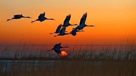Grues à couronne rouge (Hua Zhu) - Muzeo.com