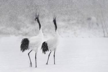 Grues japonaises (Roberto Marchegiani) - Muzeo.com