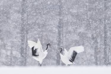 Grues japonaises (Roberto Marchegiani) - Muzeo.com