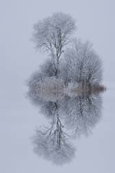 Le calme de l'hiver (Norbert Maier) - Muzeo.com