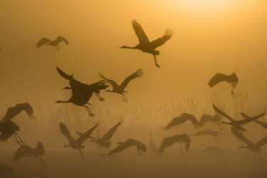 Lever de soleil avec des grues (Ronen Rosenblatt) - Muzeo.com