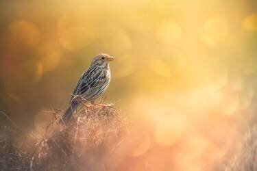 Lost in Bokeh (Sina Pezeshki) - Muzeo.com
