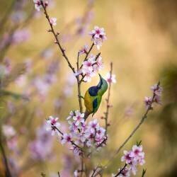 Oiseau chuchotant à la fleur de pêcher (Jianfeng Wang) - Muzeo.com