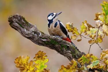 Pic d'automne (Mario Suarez) - Muzeo.com