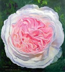 Rose victorienne (William Ireland) - Muzeo.com