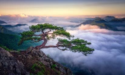 Sur le rocher (Tiger Seo) - Muzeo.com