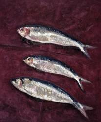 Trois poissons (Peter Davidson) - Muzeo.com