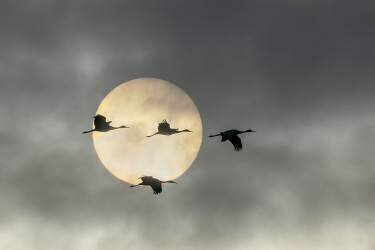 Voler haut (John Fan) - Muzeo.com