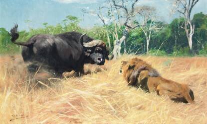 Buffle et lion avant le combat (Wilhelm Kuhnert) - Muzeo.com