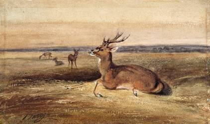 Cerf au repos (Antoine-Louis Barye) - Muzeo.com