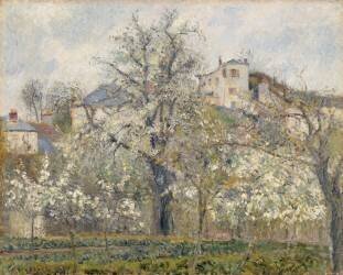 Printemps. Pruniers en fleurs (Camille Pissarro) - Muzeo.com