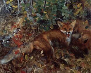 Renards (Bruno Liljefors) - Muzeo.com